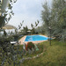 Circondata da ulivi, fiori ed alberi da frutto, la piscina della casa vacanze Gli Oleandri si affaccia sulla campagna toscana.